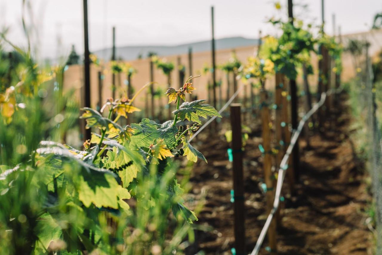 Quinta Sofia Valle De Guadalupe (Adults Only) Εξωτερικό φωτογραφία